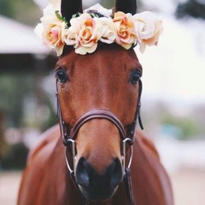 Meet your Posher, Linda